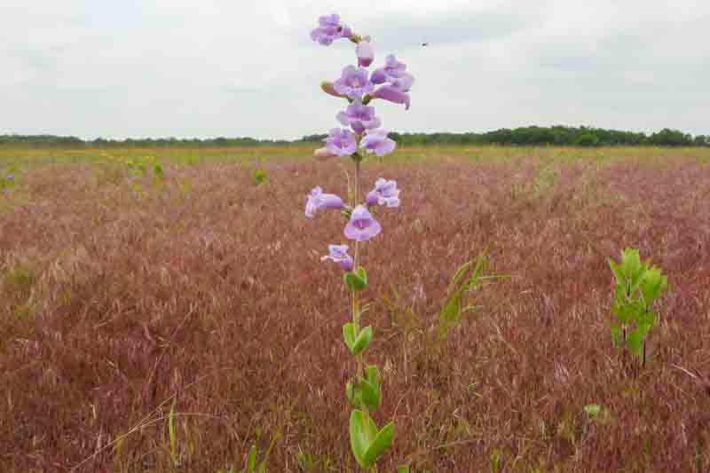 Penstemon grandiflorus, Large Beardtongue