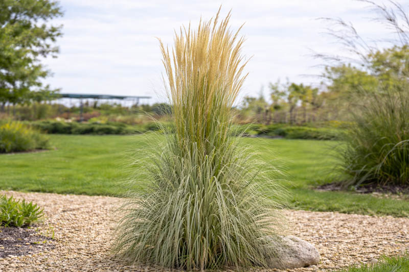Calamagrostis x acutiflora 'Overdam' showing creamy-white striped foliage and airy pinkish plumes