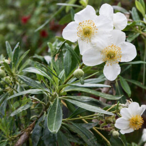 Carpenteria californica, Bush Anemone, Tree Anemone, white flowers, Mediterranean shrub