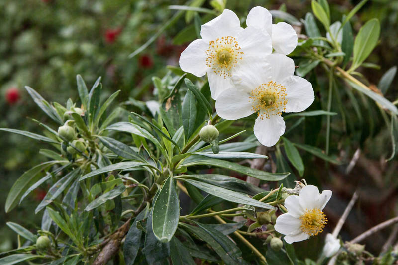 Carpenteria californica, Bush Anemone, Tree Anemone, white flowers, Mediterranean shrub