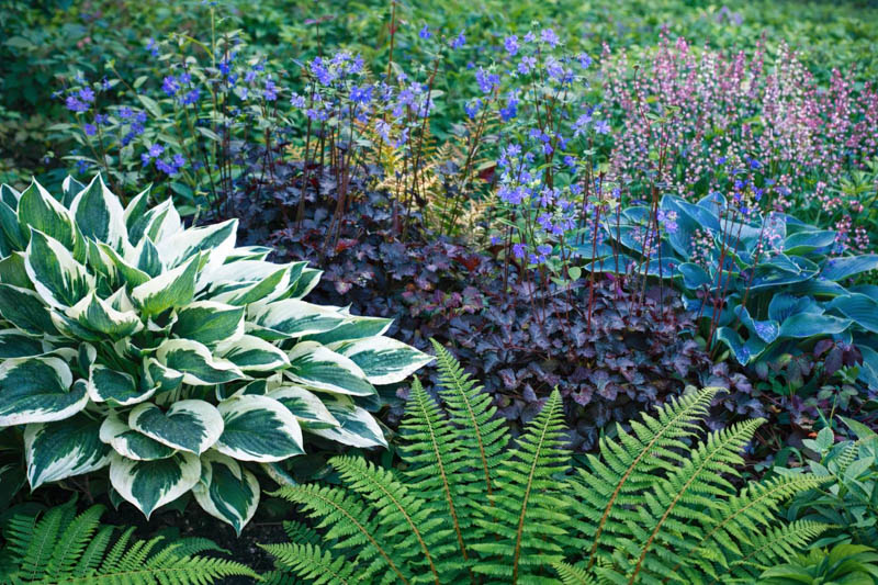 Heuchera, Polemonium caerula , Polystichum acrostichoides, Hosta 'Patriot'