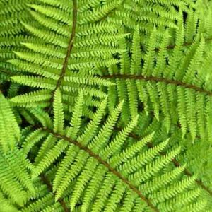 Polystichum polyblepharum, Japanese Lace Fern, Japanese Tassel Fern, Tassel Fern, Bristle Fern, Evergreen Fern, Shade plants, shade perennial, plants for shade