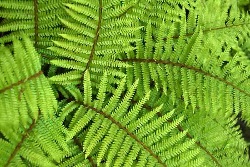 Polystichum polyblepharum, Japanese Lace Fern, Japanese Tassel Fern, Tassel Fern, Bristle Fern, Evergreen Fern, Shade plants, shade perennial, plants for shade