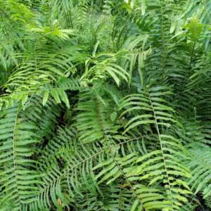 Polystichum acrostichoides, Christmas Fern, Dagger Fern, Shade plants, shade perennial, plants for shade, Evergreen Fern