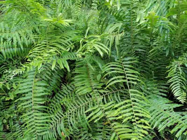 Polystichum acrostichoides, Christmas Fern, Dagger Fern, Shade plants, shade perennial, plants for shade, Evergreen Fern