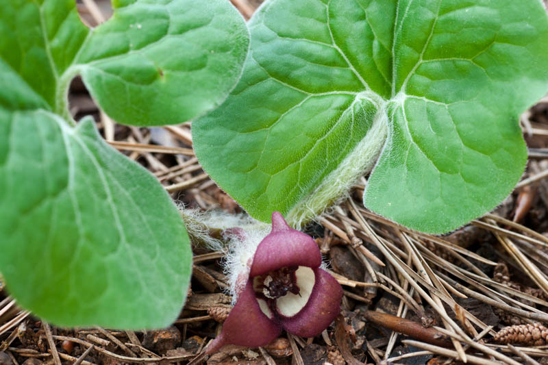 Wild Ginger, Asarum canadense, Canada Wild Ginger, Snake Root, Black Snakeweed, Canadian Snakeroot, Colic Root, False Crowfoot, Ginger Root, Heart-Leaf, Pigs, Southern Snakeroot, Southern Wild Ginger, Vermont Snakeroot