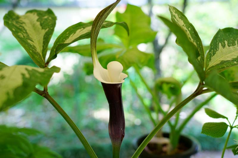 Arisaema sikokianum, Japanese Cobra Lily, Shade perennial, Shade flowers