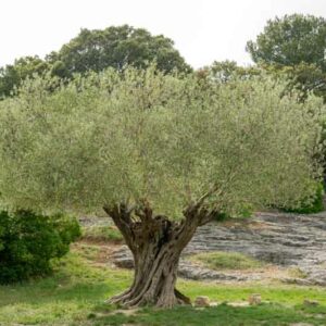 Olea europaea, Olive Tree, Common Olive, Cultivated Olive, Edible Olive, European Olive, Lady's Oil, Olive Oil Plant, Sweet Oil Plant, Evergreen Tree