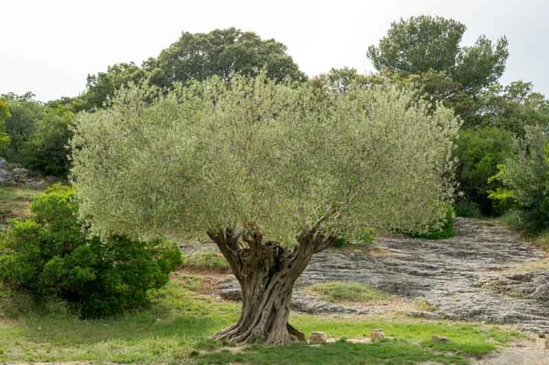 Olea europaea, Olive Tree, Common Olive, Cultivated Olive, Edible Olive, European Olive, Lady's Oil, Olive Oil Plant, Sweet Oil Plant, Evergreen Tree