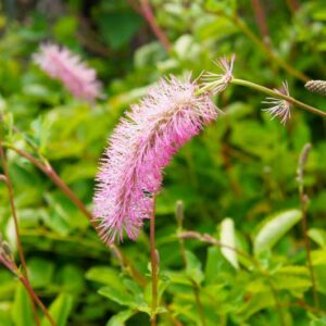 Sanguisorba menziesii, Menzies' Burnet, Alaskan Burnet, Pink Flowers, Red Flowers
