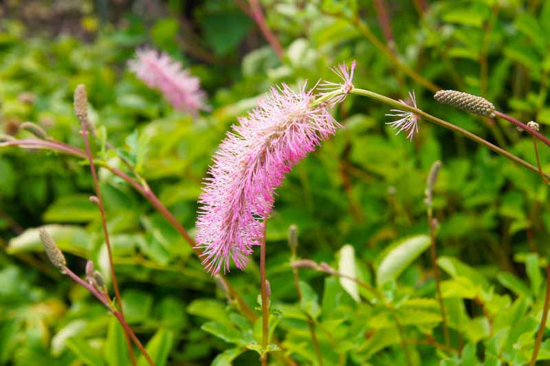 Sanguisorba menziesii, Menzies' Burnet, Alaskan Burnet, Pink Flowers, Red Flowers