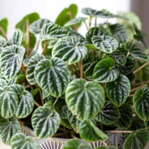 Peperomia caperata, Emerald Ripple Peperomia, Houseplant, House plant