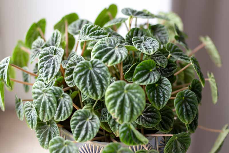 Peperomia caperata, Emerald Ripple Peperomia, Houseplant, House plant