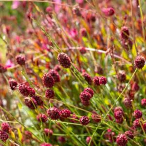 Sanguisorba officinalis Tanna, Great Burnet Tanna, Greater Burnet Tanna, Greater Salad Burnet Tanna, Burnet Bloodwort Tanna, Red Flowers
