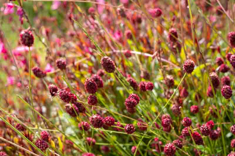Sanguisorba officinalis Tanna, Great Burnet Tanna, Greater Burnet Tanna, Greater Salad Burnet Tanna, Burnet Bloodwort Tanna, Red Flowers