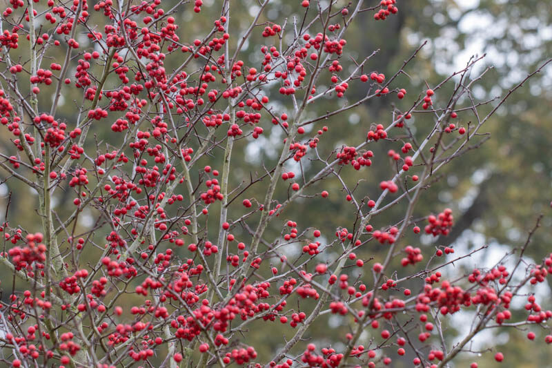 Crataegus persimilis 'Prunifolia', Cockspur Hawthorn 'Prunifolia', Broad-Leaved Cockspur Thorn 'Prunifolia', Crataegus persimilis 'MacLeod', Crataegus prunifolia, Red fruit, red berries, Winter fruits, White flowers,