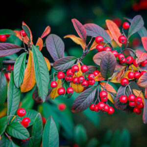 Downy Red Hawthorn Red Fruits Crataegus Mollis Stock Photo