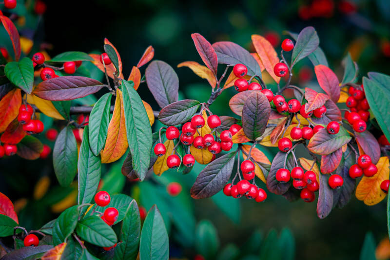 Crataegus persimilis 'Prunifolia', Cockspur Hawthorn 'Prunifolia', Broad-Leaved Cockspur Thorn 'Prunifolia', Crataegus persimilis 'MacLeod', Crataegus prunifolia, Red fruit, red berries, Winter fruits, White flowers,