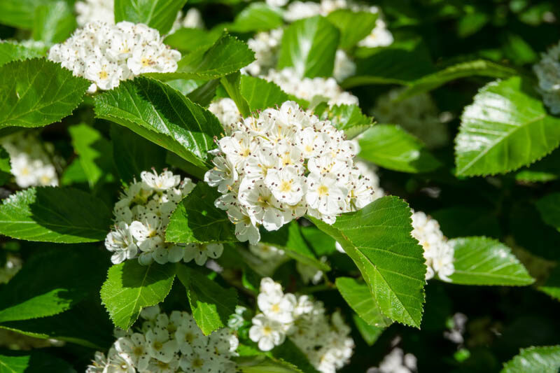 Crataegus persimilis 'Prunifolia', Cockspur Hawthorn 'Prunifolia', Broad-Leaved Cockspur Thorn 'Prunifolia', Crataegus persimilis 'MacLeod', Crataegus prunifolia, Red fruit, red berries, Winter fruits, White flowers,