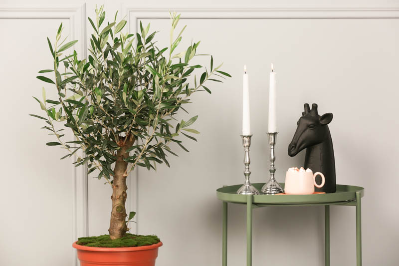 Table with fancy decor elements, marshmallow cocoa and beautiful young potted olive tree near grey wall indoors