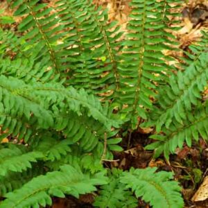 Polystichum acrostichoides, Christmas Fern, Dagger Fern, Shade plants, shade perennial, plants for shade, Evergreen Fern