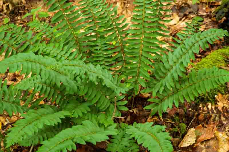 Polystichum acrostichoides, Christmas Fern, Dagger Fern, Shade plants, shade perennial, plants for shade, Evergreen Fern