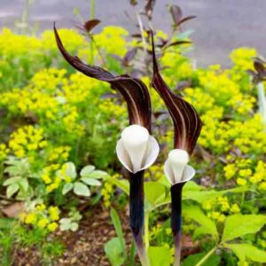 Arisaema sikokianum, Japanese Cobra Lily, Shade perennial, Shade flowers
