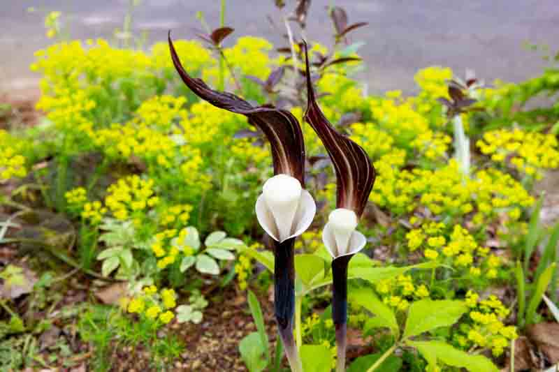 Arisaema sikokianum, Japanese Cobra Lily, Shade perennial, Shade flowers