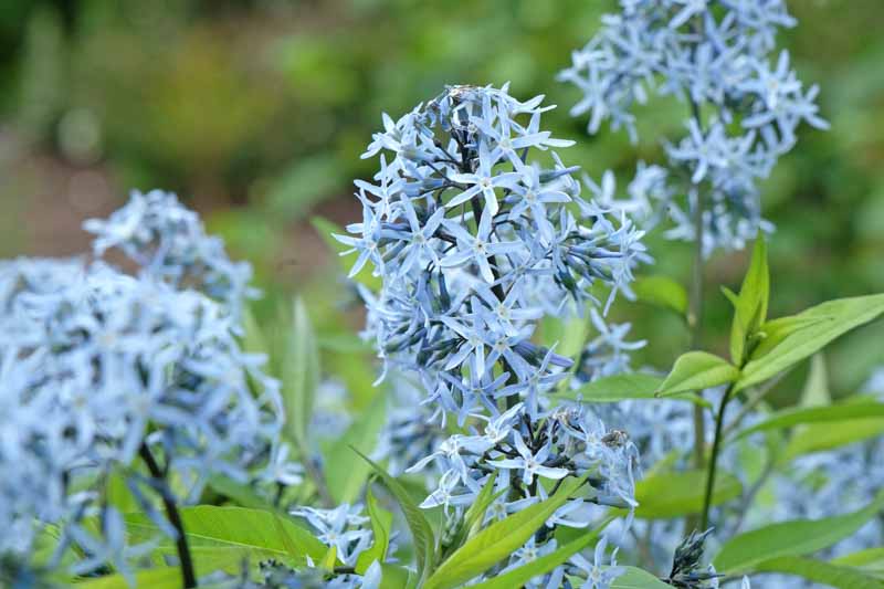 Amsonia tabernaemontana var. salicifolia, Eastern Blue Star, Eastern Bluestar, Amsonia salicifolia, Blue flowers
