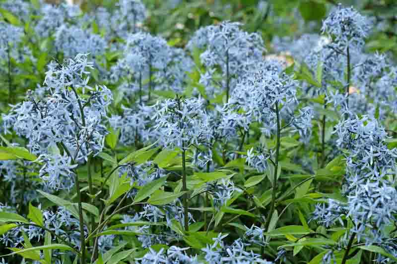 Amsonia tabernaemontana var. salicifolia, Eastern Blue Star, Eastern Bluestar, Amsonia salicifolia, Blue flowers