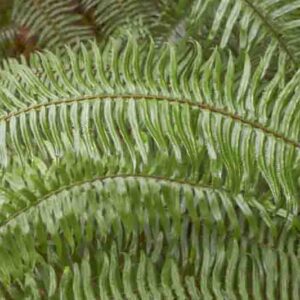 Polystichum munitum, Western Sword Fern, Sword Fern, Giant Holly Fern, Aspidium munitum, Evergreen Fern, Shade plants, shade perennial, plants for shade