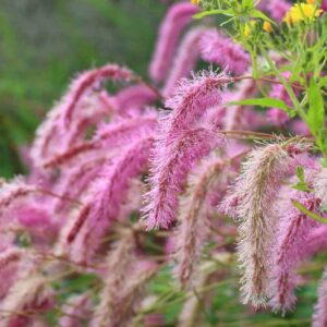Sanguisorba hakusanensis, Korean Burnet, Korean Mountain Burnet, Lilac Squirrel, Pink Flowers
