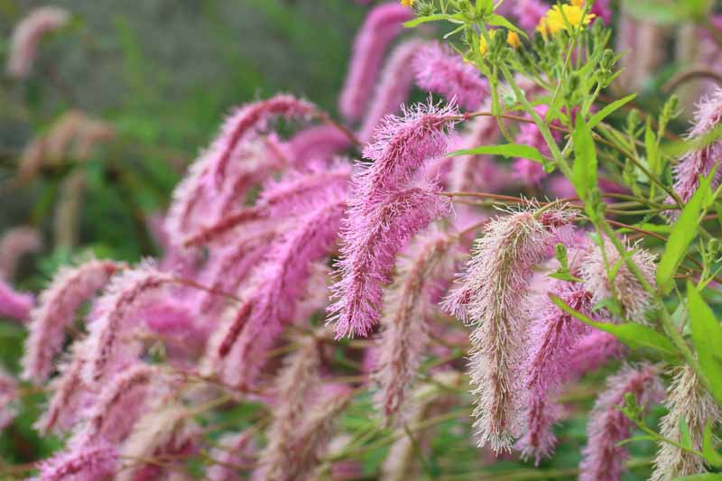 Sanguisorba hakusanensis, Korean Burnet, Korean Mountain Burnet, Lilac Squirrel, Pink Flowers