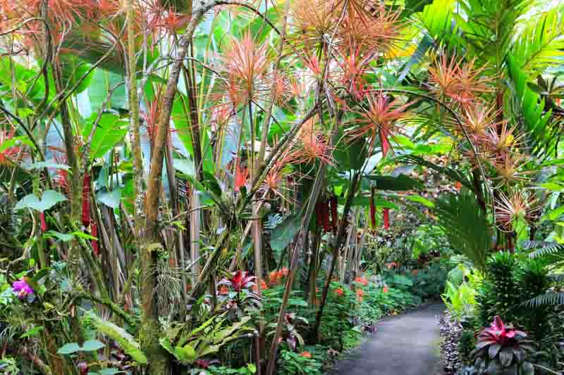 Dracaena marginata Tricolor, Tricolor Dragon Tree, Tricolor Madagascar Dragon Tree, Houseplant, House Plant