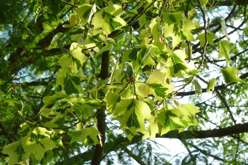 Tulip Tree Aureomarginatum, Variegated Tulip Tree, Liriodendron tulipifera 'Aureomarginatum