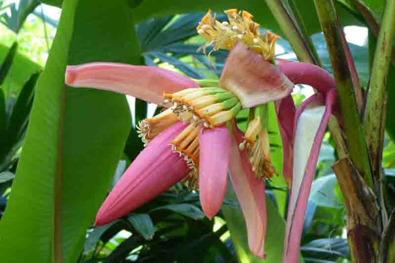 Musa velutina, the hairy banana or pink banana, is a species of seeded banana. Musaceae family.