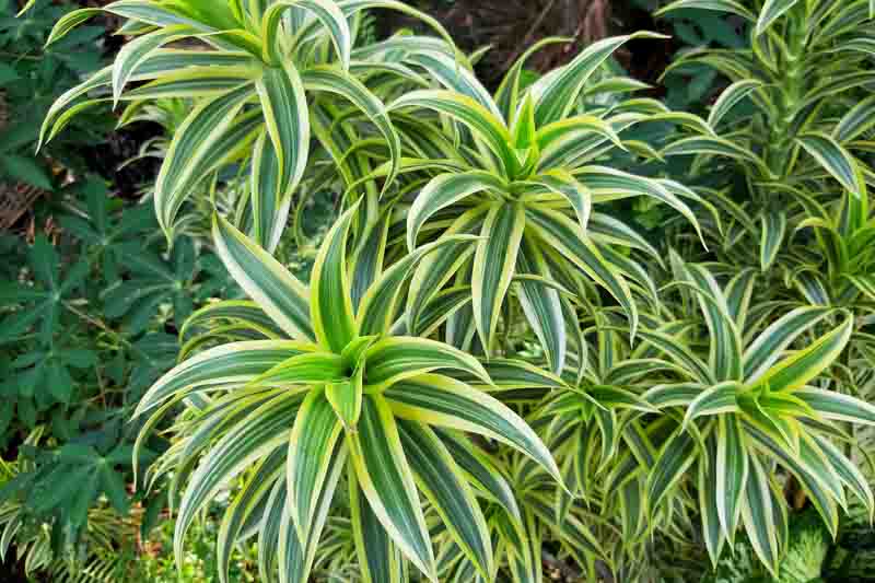 Dracaena reflexa, Variegated Dracaena reflexa, Variegated Song of India,