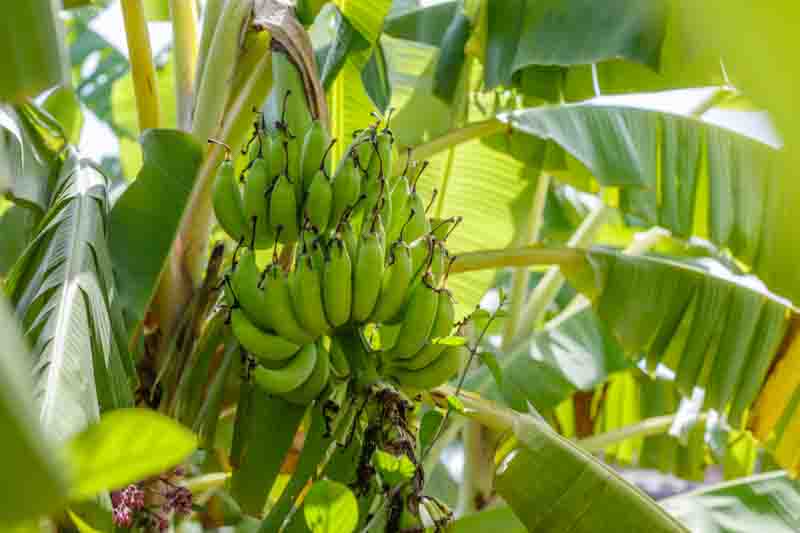 Musa x paradisiaca, Edible Banana, French Plantain, Musa sapientum, Tropical Tree, Tropical Shrub