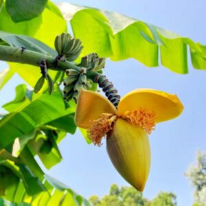 Musa basjoo, Japanese Banana, Japanese Fiber Banana, Hardy Banana, Banana, Tropical Tree, Tropical Shrub