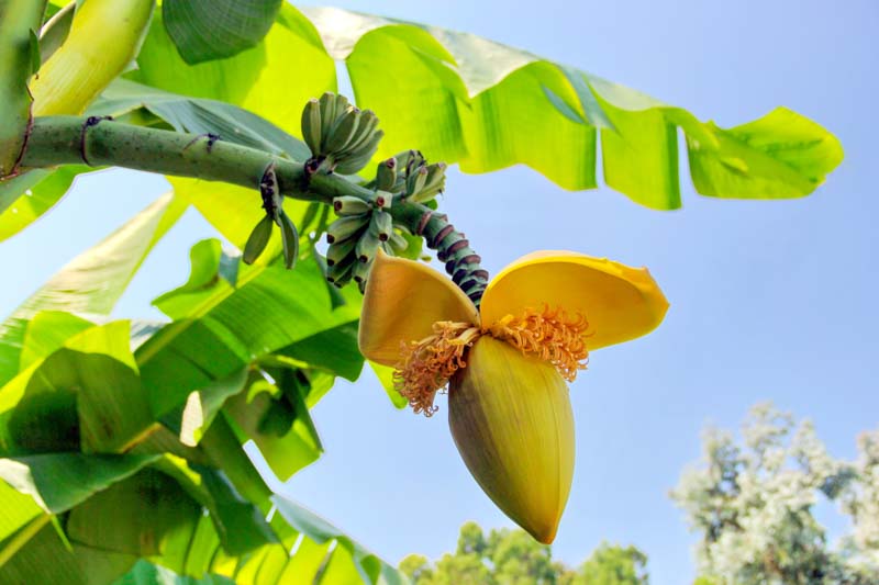 Musa basjoo, Japanese Banana, Japanese Fiber Banana, Hardy Banana, Banana, Tropical Tree, Tropical Shrub