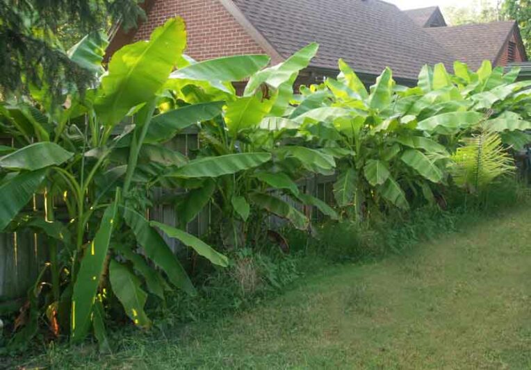 Musa basjoo, Japanese Banana, Japanese Fiber Banana, Hardy Banana, Banana, Tropical Tree, Tropical Shrub