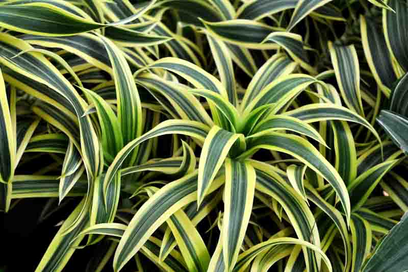 Dracaena fragrans Lemon Lime, Dragon Plant 'Lemon Lime', Corn Plant ' Lemon Lime', Drought tolerant shrub, drought tolerant tree