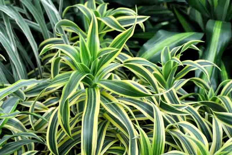 Dracaena fragrans Lemon Lime, Dragon Plant 'Lemon Lime', Corn Plant ' Lemon Lime', Drought tolerant shrub, drought tolerant tree