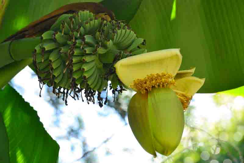 Basjoo Banana Tree in the garden, Hardy Banana, Hardy Fiber Banana, Japanese Banana, Japanese Fiber Banana, Sichuan Hardy Banana