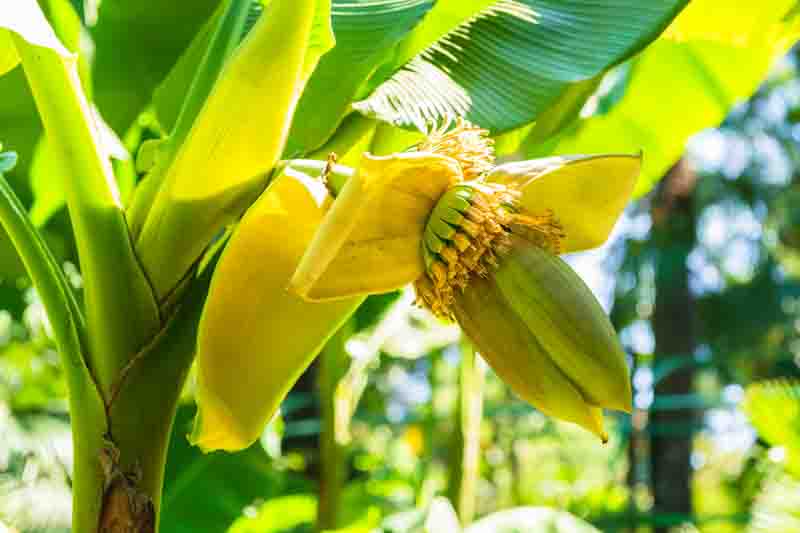 Basjoo Banana Tree in the garden, Hardy Banana, Hardy Fiber Banana, Japanese Banana, Japanese Fiber Banana, Sichuan Hardy Banana