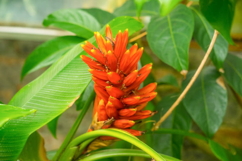 Musa coccinea with brilliant red, upright banana inflorescence