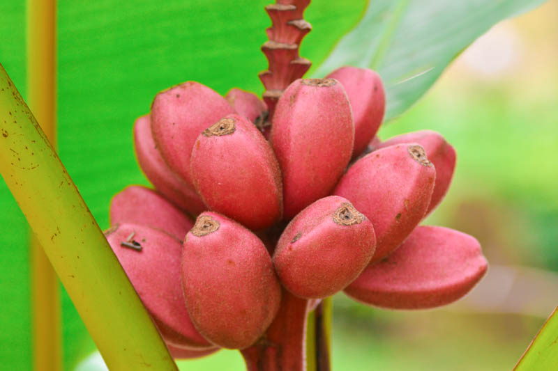 ピンクBANANA カストリ　劇画　PINK BANANA sludge Musa velutina (Pink Banana): Grow & Care Guide