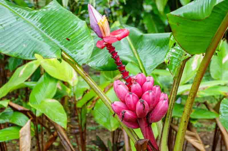 Closeup of cluster of pink velvet bananas in the rainy forest