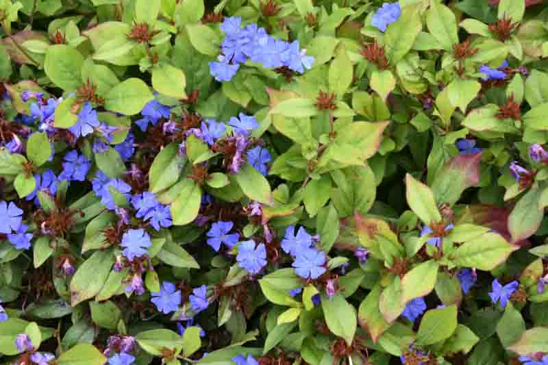 Ceratostigma plumbaginoides, Dwarf Plumbago, Blue Ceratostigma, Hardy Blue-Flowered Leadwort, Ceratostigma larpentiae, Plumbago larpentiae, Blue Flowers, Blue Groundcover