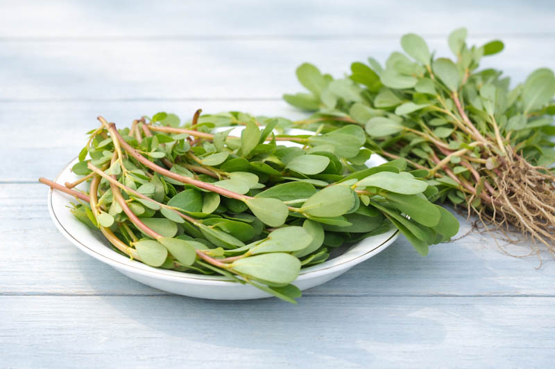 Portulaca oleracea, purslane, 